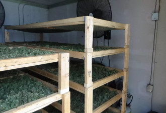 安省警察一次没收了价值6200万元的8吨非法大麻