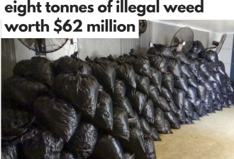 安省警察一次没收了价值6200万元的8吨非法大麻