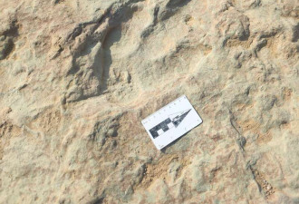河北宣化发现面积最大数量最多恐龙足迹
