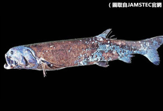 日本深海“食物链王” 2.5米长神秘巨鱼现踪