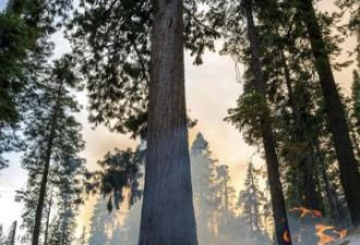 优胜美地大火，3000年的巨杉森林告危