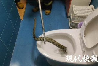 马桶窜出一条粗壮大蛇 人妻上厕所当场吓傻