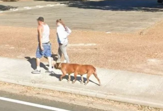 全网惊呆：Google街景惊见“6脚兽”淡定散步