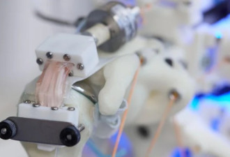 毛骨悚然 科学家在机器人骨架培养活细胞