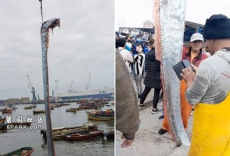 智利渔民捕获5米长皇带鱼 被认为是灾难的预兆