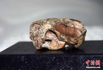 中国团队发现2.55亿年前真钱伯兽化石