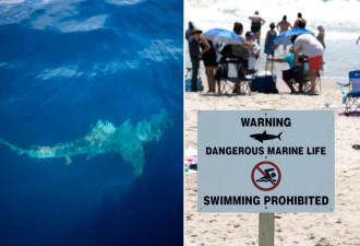纽约长岛海滩3人遭鲨鱼咬伤 无人机监测