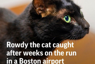 猫咪上演波士顿机场大逃脱 游荡20天结束旅程