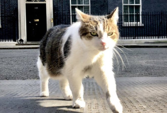 长居英首相官邸猫 意外卷入首相角逐之争