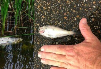 震惊：美德州天降诡异“鱼尸雨” 它们竟是