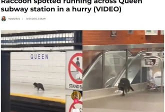 一只小浣熊闯入多伦多地铁站飞奔！网友：它着急去上班！
