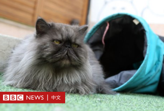 伊朗审议法案拟禁止饲养宠物 波斯猫没有祖国了？