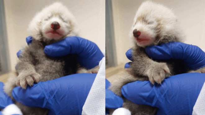 An endangered red panda was born at the Toronto Zoo on Wednesday, July 13 at 4:11 p.m. (Toronto Zoo). 
