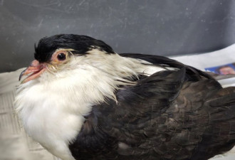 多伦多疑有人投毒致数十只鸽子中毒死亡