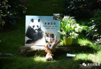 大熊猫安安昨离逝！香港市民排队吊唁