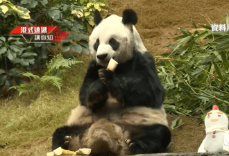 大熊猫安安昨离逝！香港市民排队吊唁