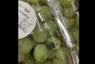 安省Costco的网红葡萄窜出&quot;黑寡妇&quot;毒蜘蛛！可致严重疾病！