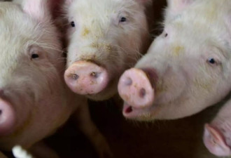 日本栃木县出现猪瘟，将扑杀超5万头猪