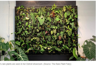 多伦多华人女子找到发财生意：一盆稀有植物卖1.6万加币