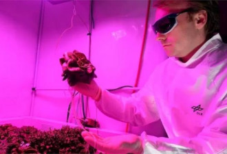 中国将种子送上太空 培育超级农作物
