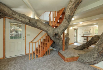 这样的房子你喜欢吗? 终极树屋卖$380万