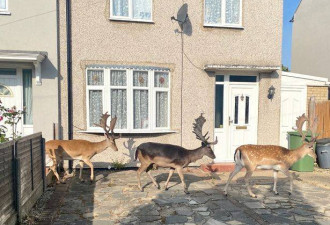 鹿群在伦敦街头游荡 失去自然食物来源