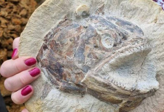 震惊！侏罗纪怪鱼从1.8亿年前岩层中窜出