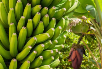 每天吃一根半香蕉可将癌症风险降低60%