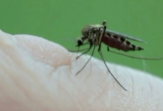 大批蚊子感染西尼罗河病毒！GTA旁城市紧急提高风险等级!