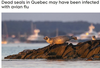 魁省大约100只海豹疑染禽流感死亡