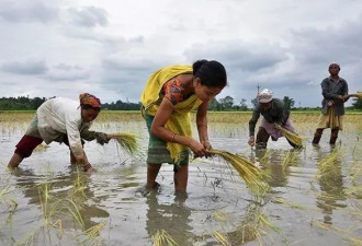 印度少雨令全球粮食供应面临新威胁
