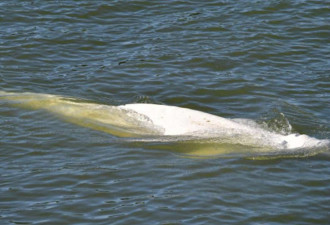 60多人试图营救塞纳河中迷路的白鲸