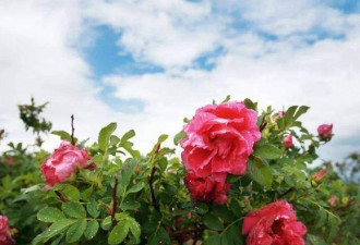距北京55公里藏着一美景 奇松和玫瑰花海
