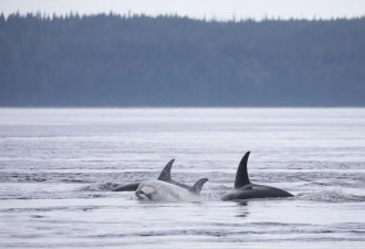 加拿大BC省海滩惊现罕见白色虎鲸宝宝！