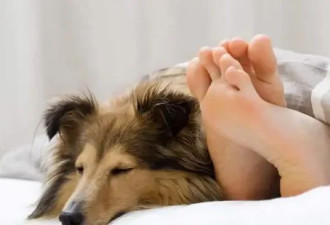 首例！狗与主人同睡一张床后感染猴痘病毒