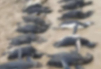 近600只企鹅陈尸沙滩，“凶手”是它
