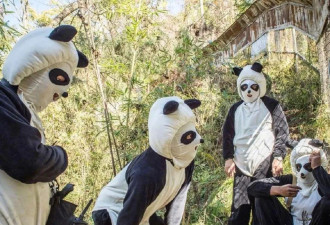 工作人员穿上熊猫服，网友：熊猫不怕吗？