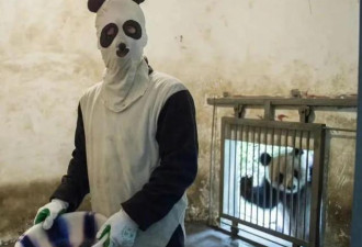 为让熊猫“去人类化” 穿熊猫套装有用吗?