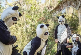 为让熊猫“去人类化” 穿熊猫套装有用吗?
