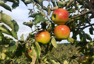 太诱人！盘点多伦多附近8家农场：全家一起摘苹果！
