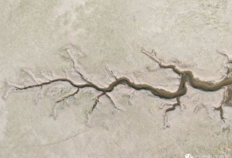 奇景！鄱阳湖滩涂裸露 长出“大地之树”