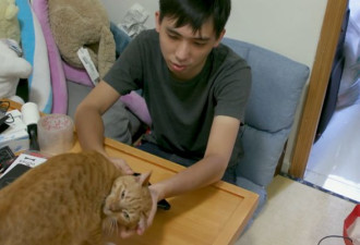 香港小伙月薪2万，执意要带2只猫移民