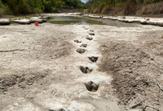 美国河流干旱露出1亿年前恐龙脚印 场面壮观