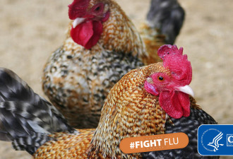 美国禽流感蔓延 已死亡4000万只鸡
