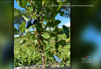 加拿大的长寿浆果秒杀蓝莓！很多人还不认识