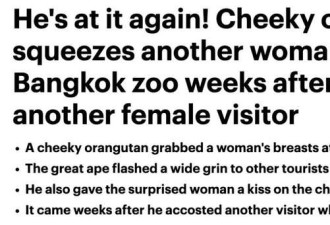 动物园猩猩袭胸女游客成惯犯 还大笑