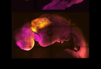 英国剑桥科学家成功造出有心跳的老鼠胚胎