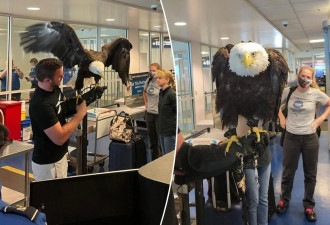 难得一见！巨鹰过机场安检 旅客纷纷拍照
