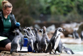 动物园年度健检 呆萌企鹅乖乖排队上体重计