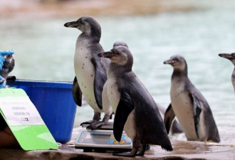 动物园年度健检 呆萌企鹅乖乖排队上体重计